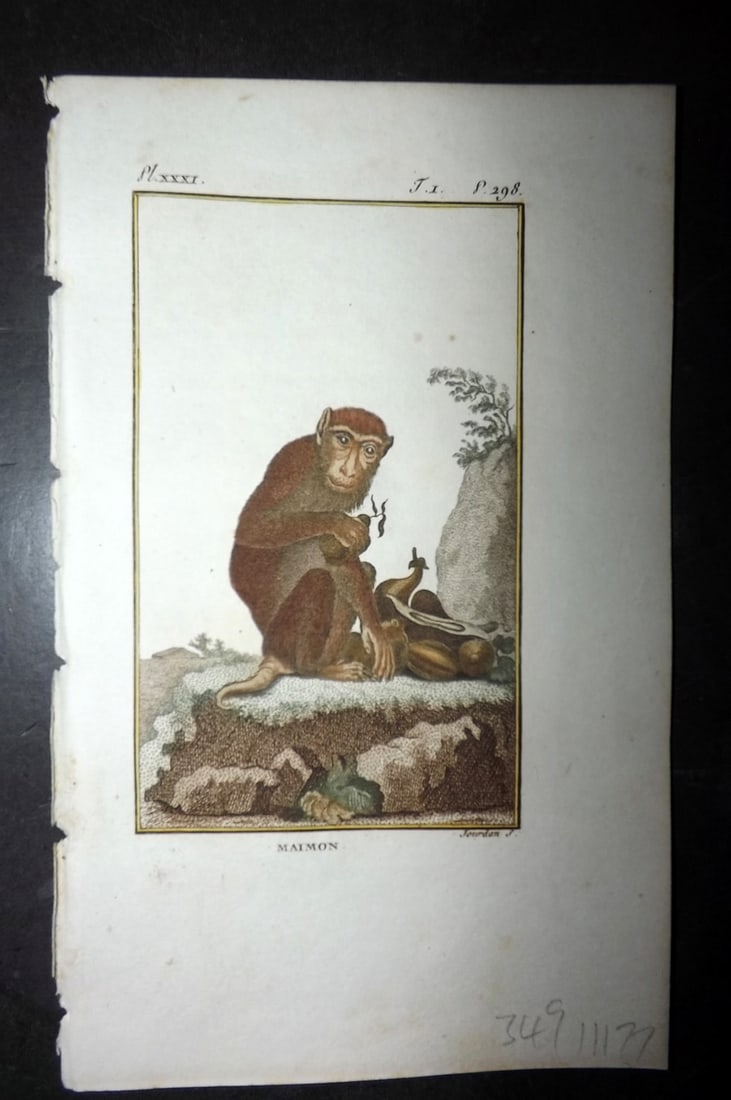 Latreille 1800 Hand Col Monkey Print. Maimon 31: Hand Colored Copper Plate Published 1800, Paris for "Histoire Naturelle des Singes" by Pierre-Andre Latreille and the Comte de Buffon. Paper Size: 8 x 4.75 inch (20 x 12cm) Very minor toning. Good Con