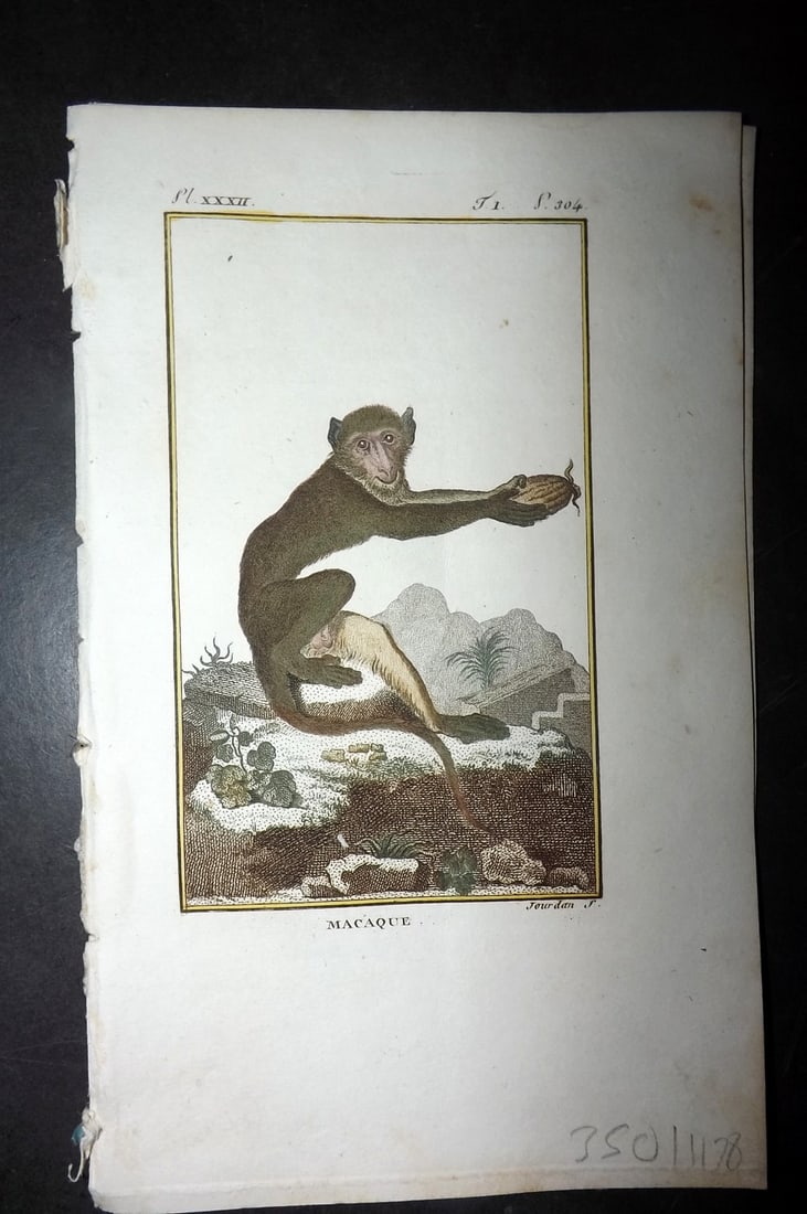 Latreille 1800 Hand Col Monkey Print. Macaque 32: Hand Colored Copper Plate Published 1800, Paris for "Histoire Naturelle des Singes" by Pierre-Andre Latreille and the Comte de Buffon. Paper Size: 8 x 4.75 inch (20 x 12cm) Very minor toning. Good Con