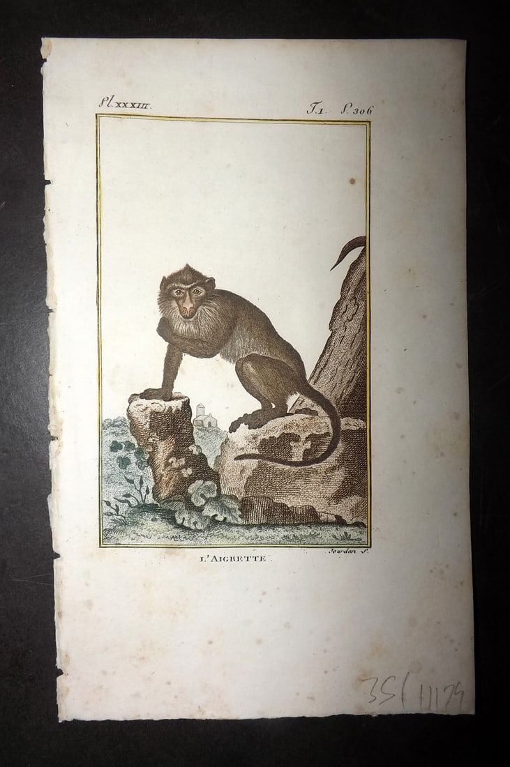 Latreille 1800 Hand Col Monkey Print. L'Aigrette 33: Hand Colored Copper Plate Published 1800, Paris for "Histoire Naturelle des Singes" by Pierre-Andre Latreille and the Comte de Buffon. Paper Size: 8 x 4.75 inch (20 x 12cm) Very minor toning. Good Con