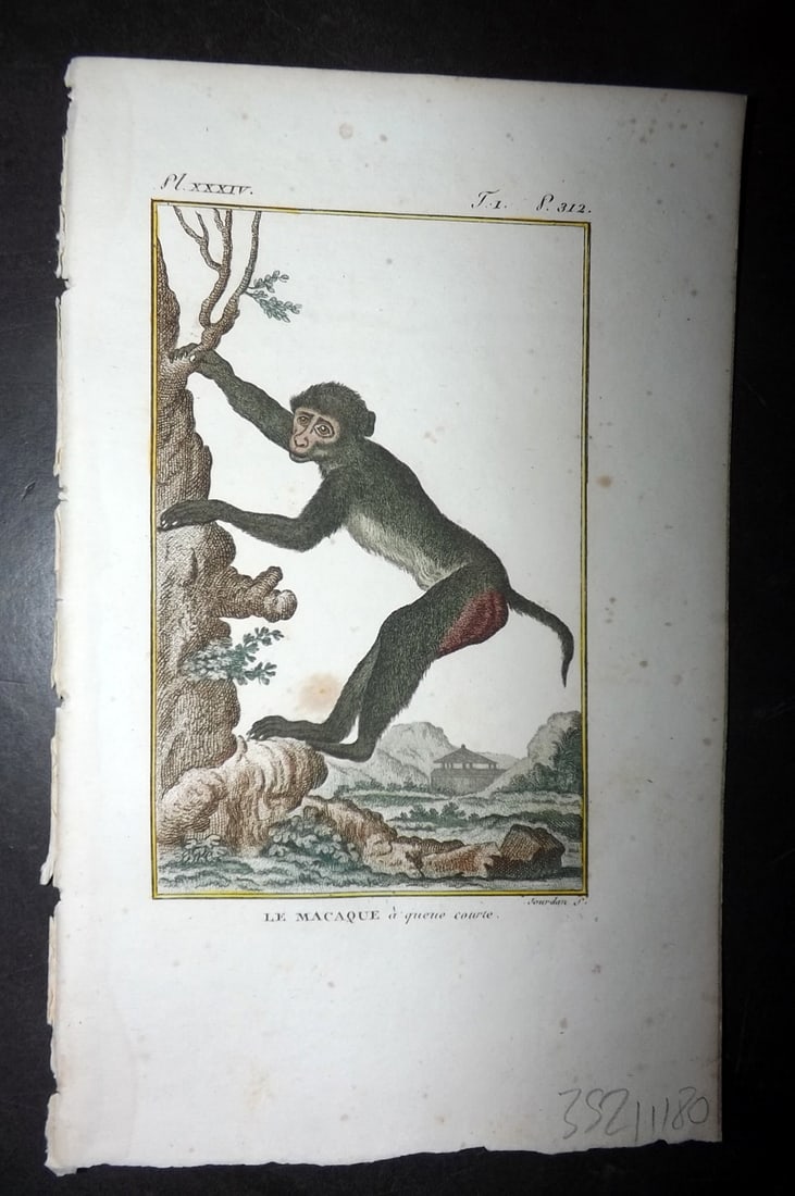 Latreille 1800 Hand Col Monkey Print. La Macaque 34 (1 of 1)
