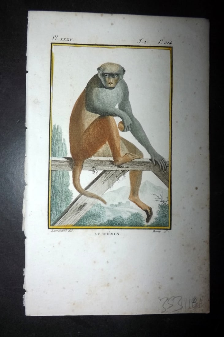 Latreille 1800 Hand Col Monkey Print. Le Rhesus 35 (1 of 1)