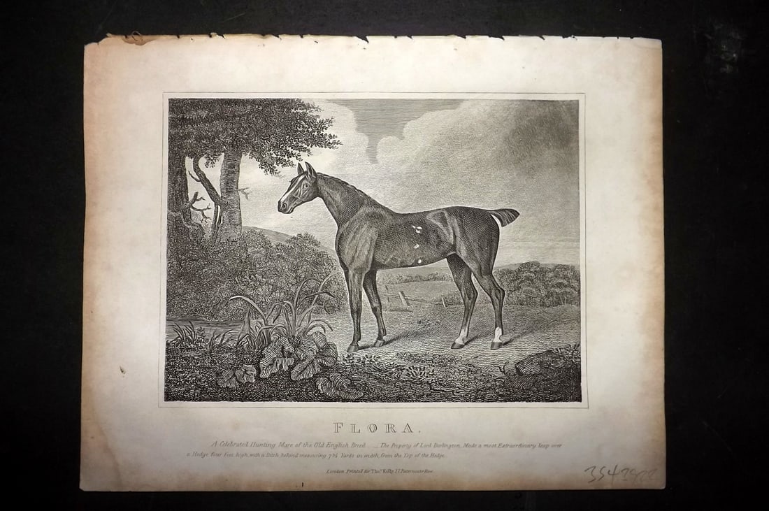 Lawrence, Richard C1850 Antique Horse Print. Flora: Copper Plate Published C1850, London for "The Complete Farrier and British Sportsman" by Richard Lawrence. Paper Size: 10.5 x 8 inch (27 x 21cm) Very minor margin toning. Good Condition