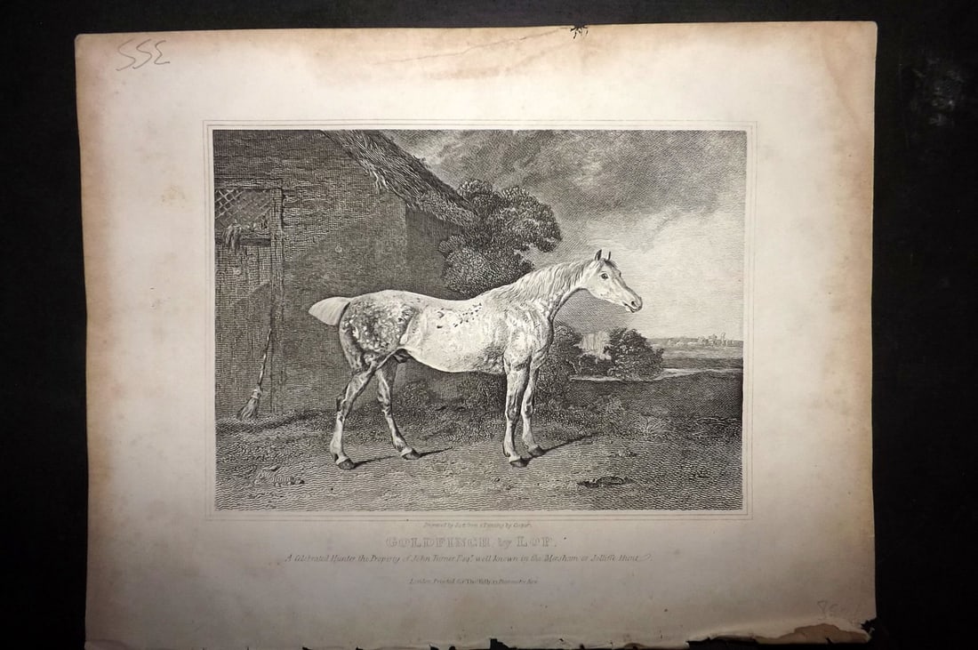 Lawrence, Richard C1850 Antique Horse Print. Goldfinch: Copper Plate Published C1850, London for "The Complete Farrier and British Sportsman" by Richard Lawrence. Paper Size: 10.5 x 8 inch (27 x 21cm) Very minor margin toning. Good Condition