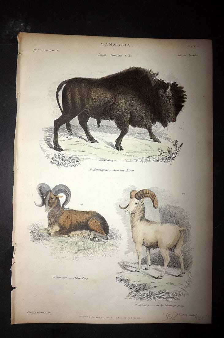 Richardson, John 1862 Hand Col Print. American Bison, Thibet & Rock Mountain Sheep (1 of 1)