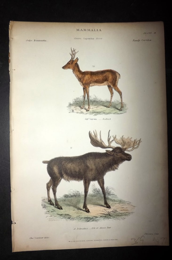 Richardson, John 1862 Hand Col Print. Roebuck and Elk or Moose: Hand Colored Steel Engraving/Etching Published 1859-62 by William Mackenzie, Edinburgh & London for "The Museum of Natural History" by John Richardson. Paper Size: 10.5 x 7 inch (27 x 18cm) Good Condi
