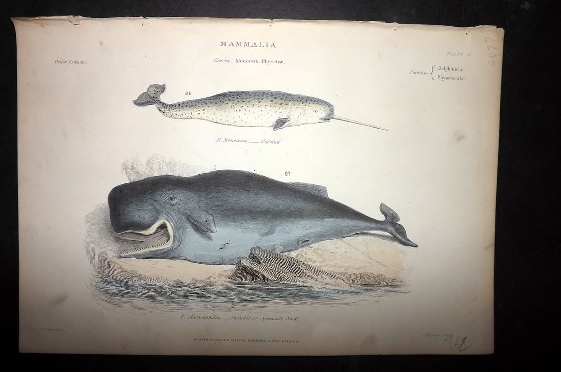 Richardson, John 1862 Hand Col Print. Narwhal, Sperm Whale: Hand Colored Steel Engraving/Etching Published 1859-62 by William Mackenzie, Edinburgh & London for "The Museum of Natural History" by John Richardson. Paper Size: 10.5 x 7 inch (27 x 18cm) Good Condi