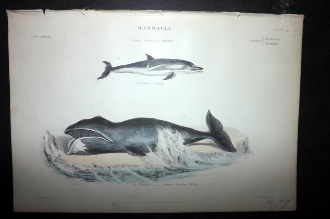 Richardson, John 1862 Hand Col Print. Dolphin, Greenland Whale: Hand Colored Steel Engraving/Etching Published 1859-62 by William Mackenzie, Edinburgh & London for "The Museum of Natural History" by John Richardson. Paper Size: 10.5 x 7 inch (27 x 18cm) Good Condi