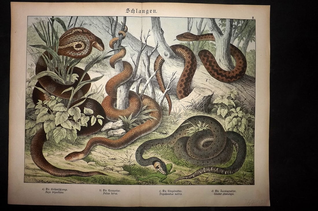 Schubert, Gotthilf C1880 Folio Print. Indian Cobra, Adder, Natrix, Aesculapian Snakes 02 (1 of 1)
