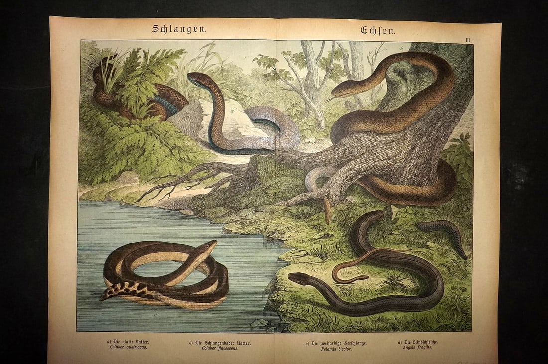 Schubert, Gotthilf C1880 Folio Print. Coluber, Black Backed Sea Snake, Blind Worm 03: Folio Lithograph Published C1880, Hecklingen & Munich for "Naturgeschichte des Thierreichs?" by Gotthilf Heinrich von Schubert. Centre fold as published. Paper Size: 16 x 12.5 ich (40 x 32cm) Good Con