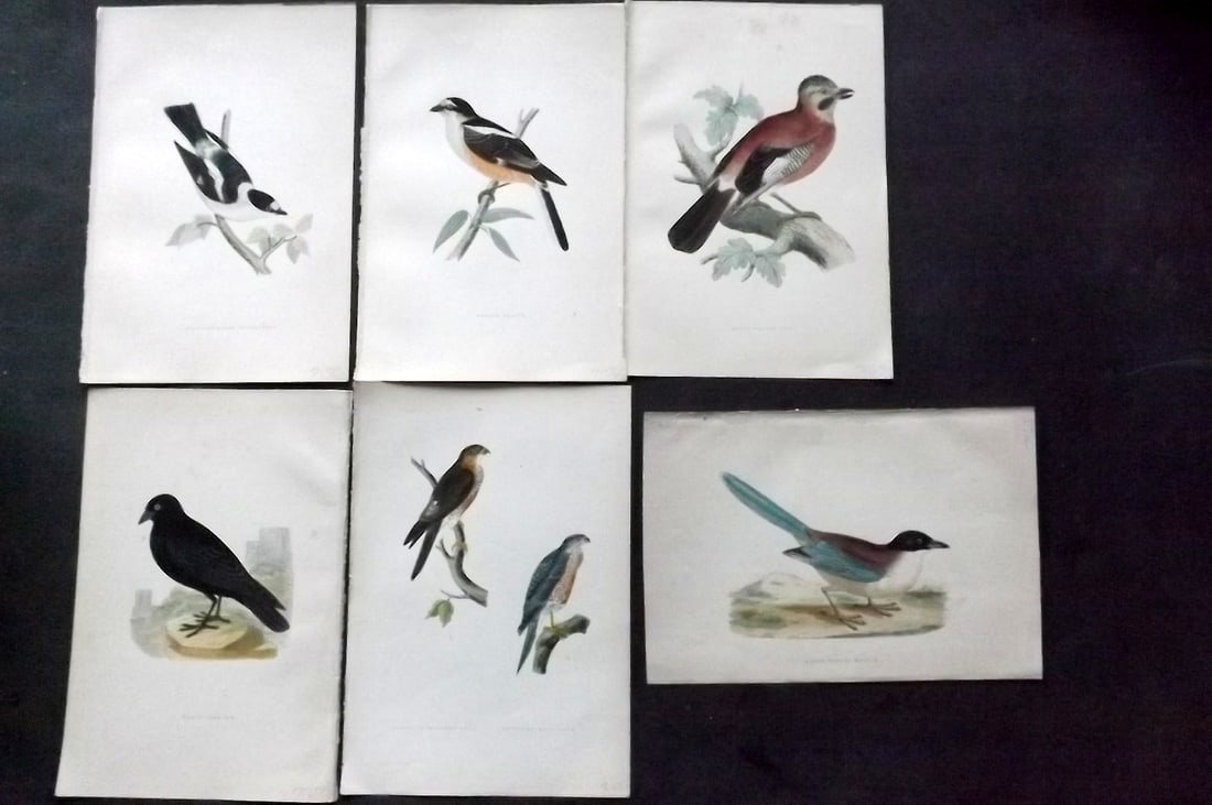 Bree, Charles 1876 Lot of 6 Hand Col Bird Prints: Woodblock Published 1875-76, London for "A History of the Birds of Europe, Not Observed in the British Isles" by Charles Robert Bree. Printed in colours and finished by hand. Paper Size: 10 x 6.5 inch