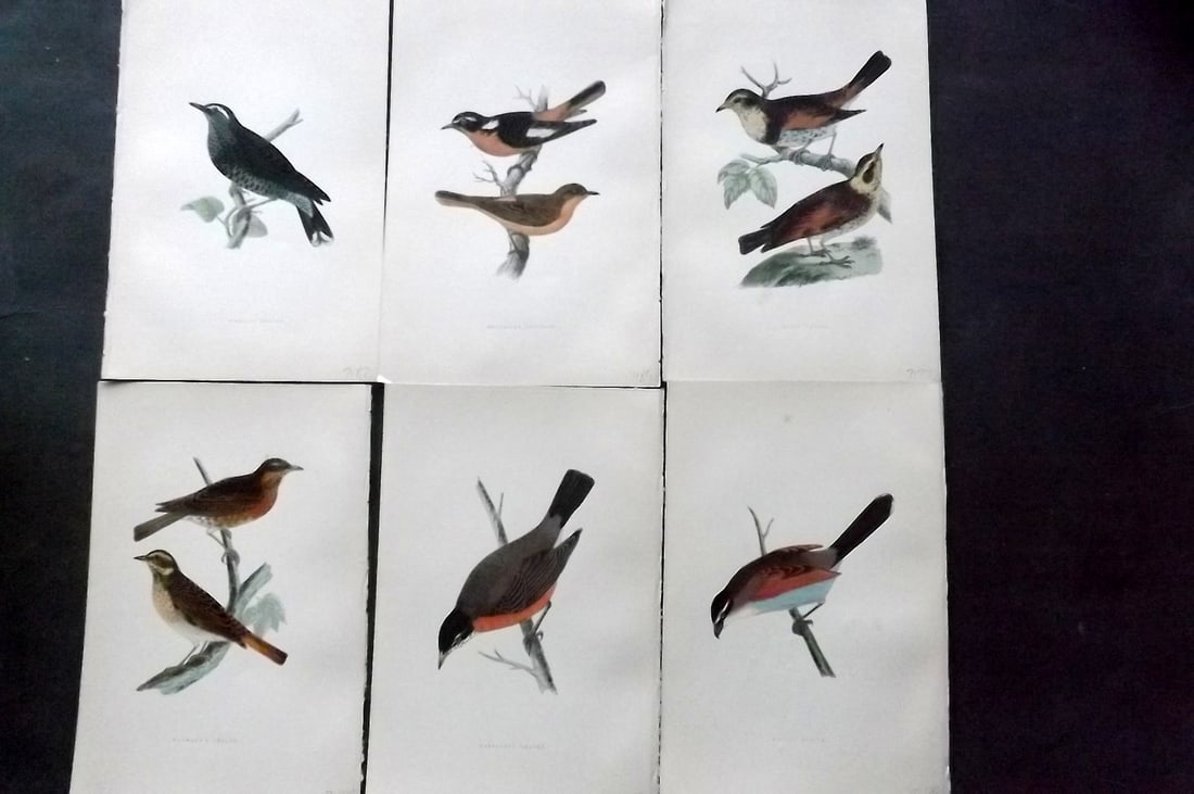 Bree, Charles 1876 Lot of 6 Hand Col Bird Prints: Woodblock Published 1875-76, London for "A History of the Birds of Europe, Not Observed in the British Isles" by Charles Robert Bree. Printed in colours and finished by hand. Paper Size: 10 x 6.5 inch