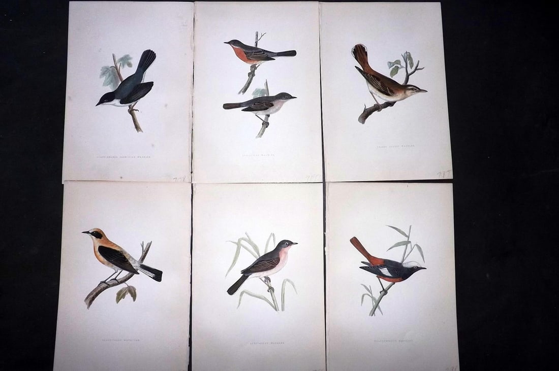 Bree, Charles 1876 Lot of 6 Hand Col Bird Prints: Woodblock Published 1875-76, London for "A History of the Birds of Europe, Not Observed in the British Isles" by Charles Robert Bree. Printed in colours and finished by hand. Paper Size: 10 x 6.5 inch