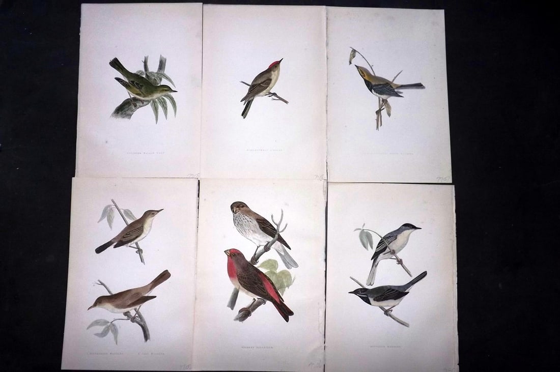 Bree, Charles 1876 Lot of 6 Hand Col Bird Prints: Woodblock Published 1875-76, London for "A History of the Birds of Europe, Not Observed in the British Isles" by Charles Robert Bree. Printed in colours and finished by hand. Paper Size: 10 x 6.5 inch