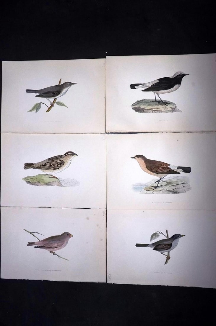 Bree, Charles 1876 Lot of 6 Hand Col Bird Prints: Woodblock Published 1875-76, London for "A History of the Birds of Europe, Not Observed in the British Isles" by Charles Robert Bree. Printed in colours and finished by hand. Paper Size: 10 x 6.5 inch