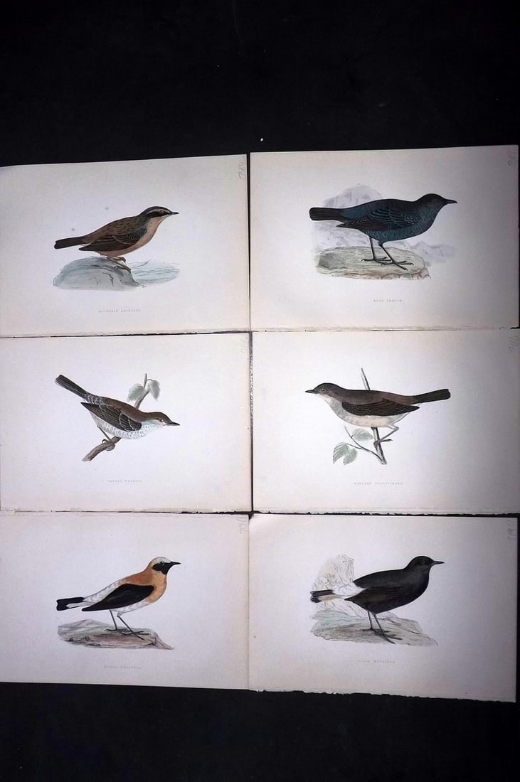 Bree, Charles 1876 Lot of 6 Hand Col Bird Prints: Woodblock Published 1875-76, London for "A History of the Birds of Europe, Not Observed in the British Isles" by Charles Robert Bree. Printed in colours and finished by hand. Paper Size: 10 x 6.5 inch