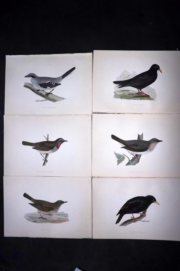 Bree, Charles 1876 Lot of 6 Hand Col Bird Prints: Woodblock Published 1875-76, London for "A History of the Birds of Europe, Not Observed in the British Isles" by Charles Robert Bree. Printed in colours and finished by hand. Paper Size: 10 x 6.5 inch