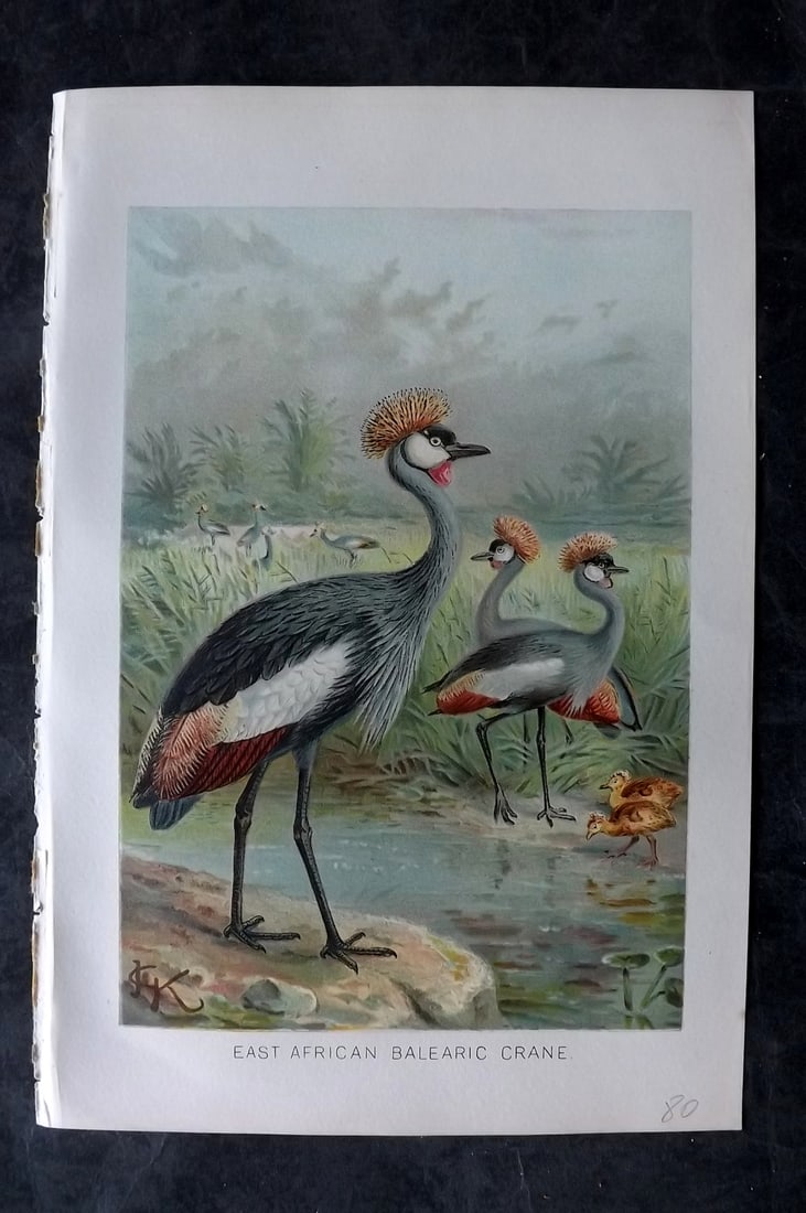 Lydekker, Richard 1896 Bird Print. East African Balearic Crane: Chromolithograph Published 1894-96, London for "The Royal Natural History" by Richard Lydekker. Illustrated by Smit, Keulemans, Wolf and others. Paper Size: 10 x 6.5 inch (25 x 16.5cm) Good Condition