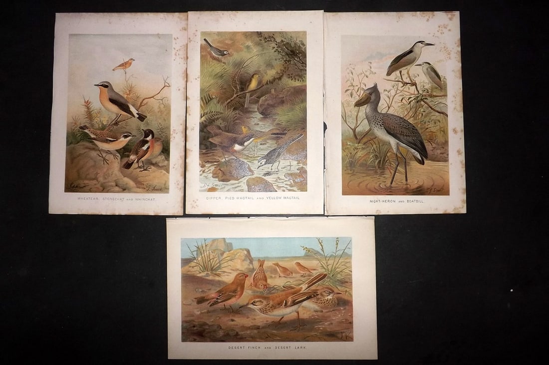 Lydekker, Richard 1896 Lot of 5 Antique Bird Prints: Chromolithograph Published 1894-96, London for "The Royal Natural History" by Richard Lydekker. Illustrated by Smit, Keulemans, Wolf and others. Paper Size: 10 x 6.5 inch (25 x 16.5cm) Minor margin to