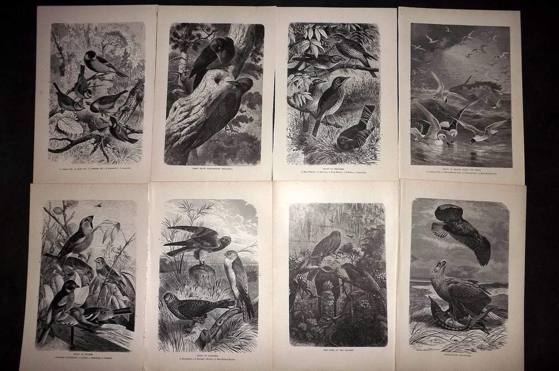 Lydekker, Richard 1896 Lot of 8 Antique Bird Prints: Wood Engravings (Reverse side blank) Published 1894-96, London for "The Royal Natural History" by Richard Lydekker. Illustrated by Smit, Keulemans, Wolf and others. Paper Size: 10 x 6.5 inch (25 x 16.