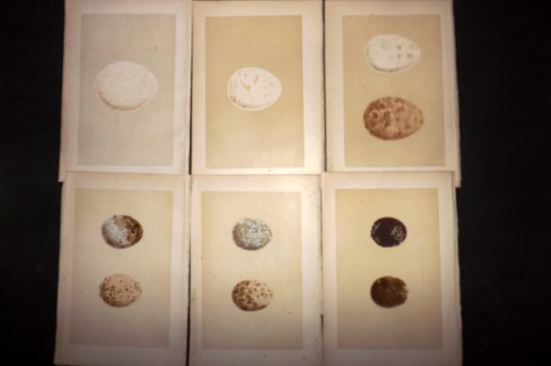 Morris, Francis 1870 Lot of 6 Antique Bird Egg Prints: Woodblocks Published 1870, London for "A Natural History of the Nests and Eggs of British Birds" By the Rev. Francis Orpen Morris, printed Benjamin Fawcett. With accompanying descriptive text. Paper S