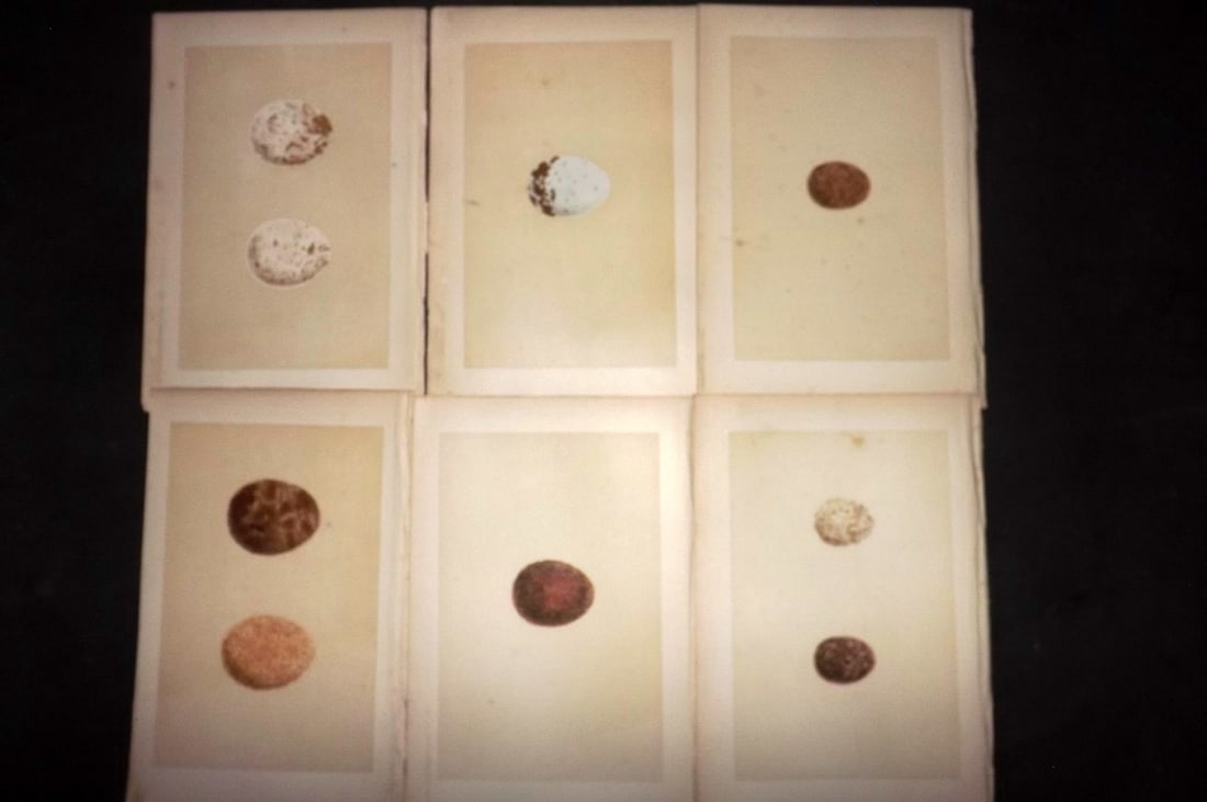 Morris, Francis 1870 Lot of 6 Antique Bird Egg Prints: Woodblocks Published 1870, London for "A Natural History of the Nests and Eggs of British Birds" By the Rev. Francis Orpen Morris, printed Benjamin Fawcett. With accompanying descriptive text. Paper S