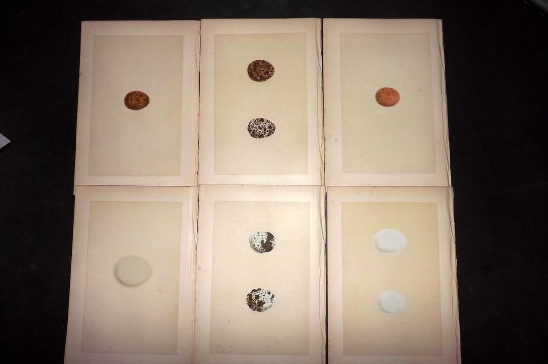 Morris, Francis 1870 Lot of 6 Antique Bird Egg Prints: Woodblocks Published 1870, London for "A Natural History of the Nests and Eggs of British Birds" By the Rev. Francis Orpen Morris, printed Benjamin Fawcett. With accompanying descriptive text. Paper S