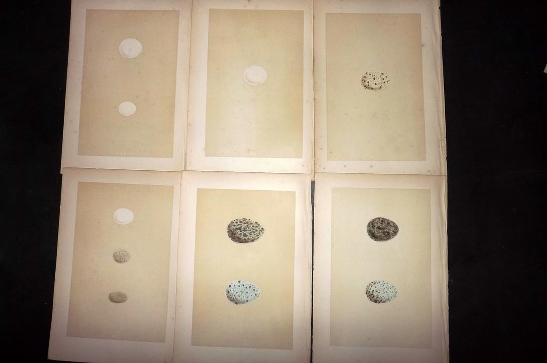 Morris, Francis 1870 Lot of 6 Antique Bird Egg Prints: Woodblocks Published 1870, London for "A Natural History of the Nests and Eggs of British Birds" By the Rev. Francis Orpen Morris, printed Benjamin Fawcett. With accompanying descriptive text. Paper S