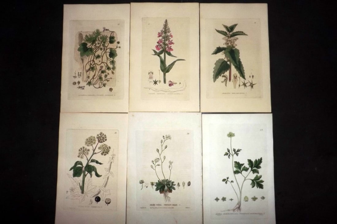 Baxter, William 1840 Lot of 6 Hand Col Botanical Prints: Hand Coloured Etchings Published 1834-43, London for "British Phaenogamous Botany; or, Figures and Descriptions of the Genera of British Flowering Plants" by William Baxter. With accompanying descript