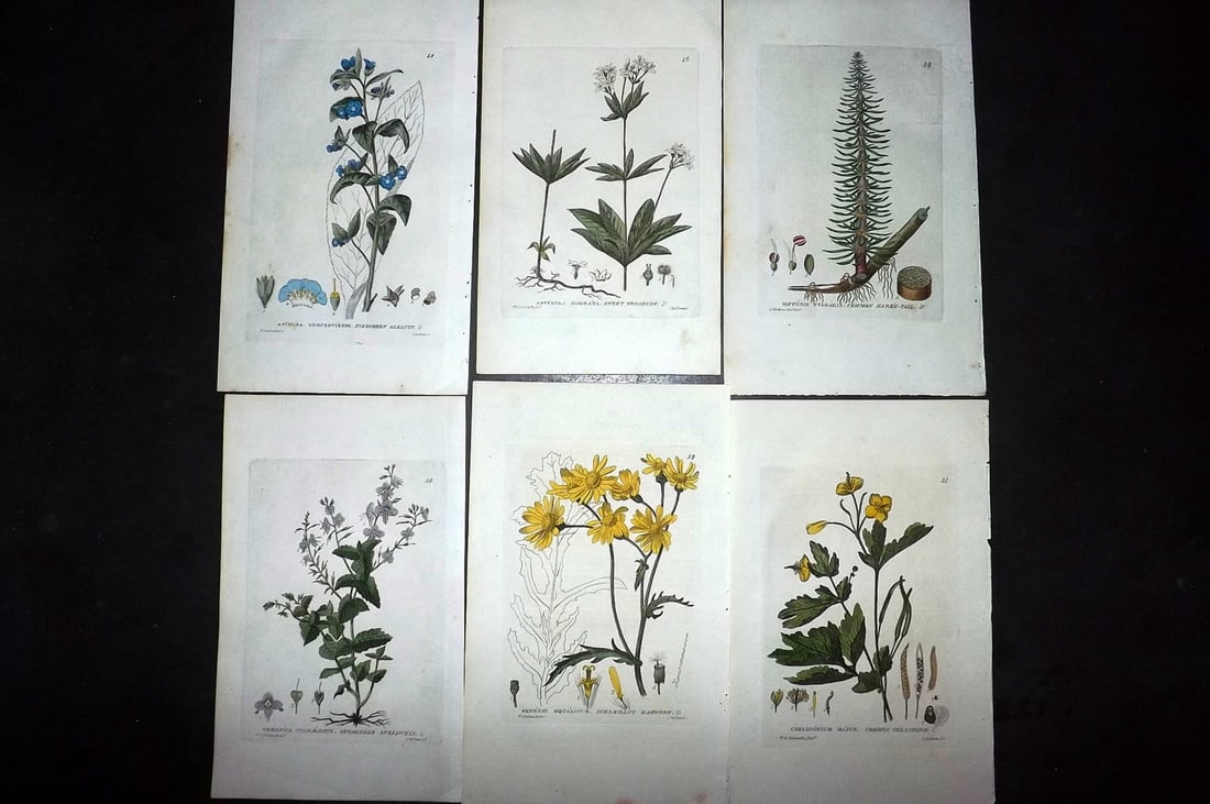 Baxter, William 1840 Lot of 6 Hand Col Botanical Prints: Hand Coloured Etchings Published 1834-43, London for "British Phaenogamous Botany; or, Figures and Descriptions of the Genera of British Flowering Plants" by William Baxter. With accompanying descript