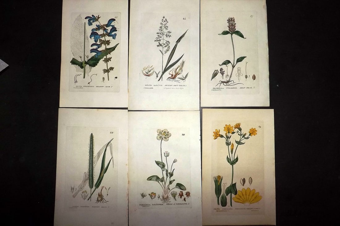 Baxter, William 1840 Lot of 6 Hand Col Botanical Prints: Hand Coloured Etchings Published 1834-43, London for "British Phaenogamous Botany; or, Figures and Descriptions of the Genera of British Flowering Plants" by William Baxter. With accompanying descript