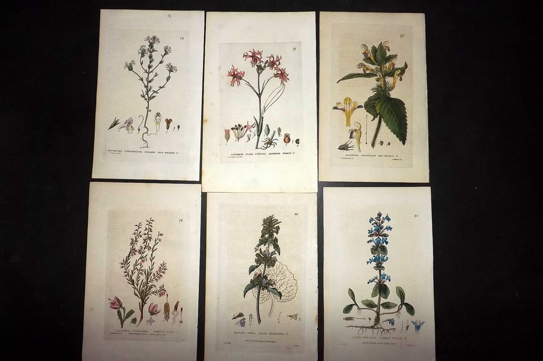 Baxter, William 1840 Lot of 6 Hand Col Botanical Prints: Hand Coloured Etchings Published 1834-43, London for "British Phaenogamous Botany; or, Figures and Descriptions of the Genera of British Flowering Plants" by William Baxter. With accompanying descript