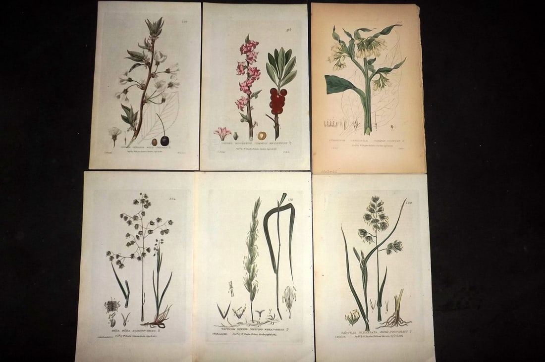 Baxter, William 1840 Lot of 6 Hand Col Botanical Prints: Hand Coloured Etchings Published 1834-43, London for "British Phaenogamous Botany; or, Figures and Descriptions of the Genera of British Flowering Plants" by William Baxter. With accompanying descript