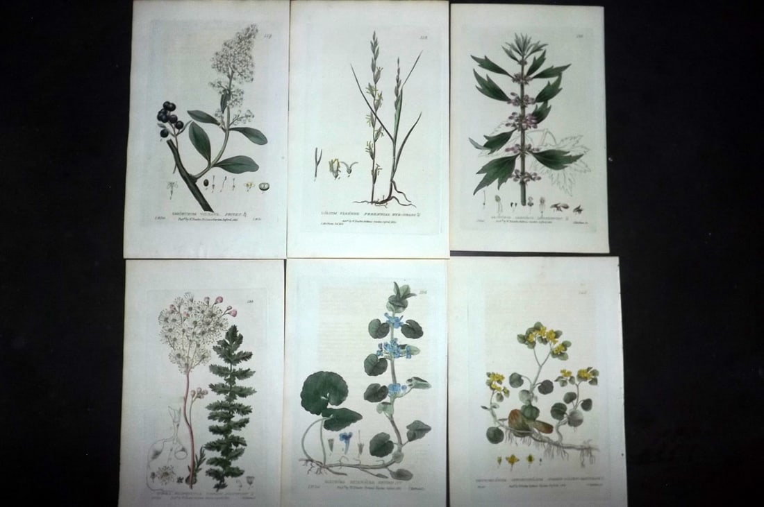 Baxter, William 1840 Lot of 6 Hand Col Botanical Prints: Hand Coloured Etchings Published 1834-43, London for "British Phaenogamous Botany; or, Figures and Descriptions of the Genera of British Flowering Plants" by William Baxter. With accompanying descript