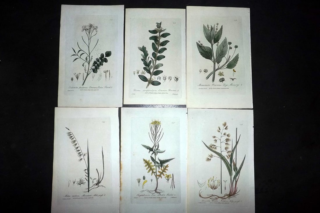 Baxter, William 1840 Lot of 6 Hand Col Botanical Prints: Hand Coloured Etchings Published 1834-43, London for "British Phaenogamous Botany; or, Figures and Descriptions of the Genera of British Flowering Plants" by William Baxter. With accompanying descript