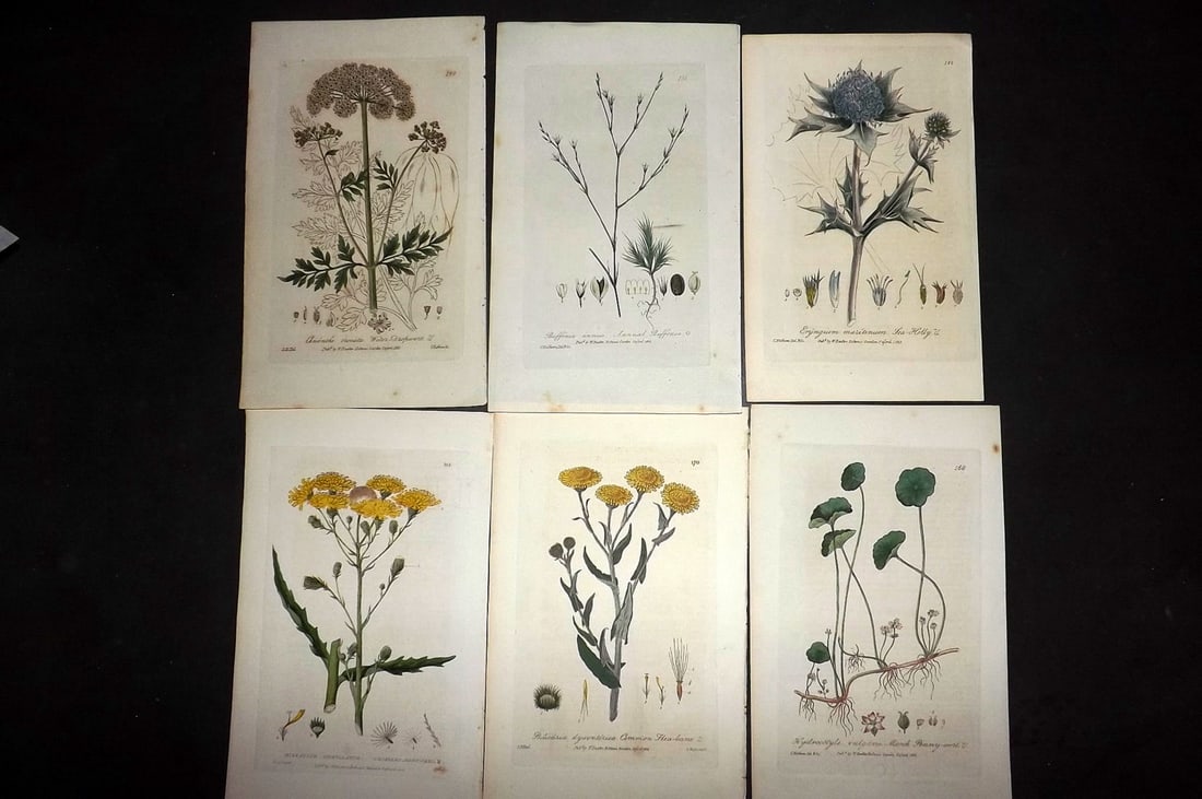Baxter, William 1840 Lot of 6 Hand Col Botanical Prints: Hand Coloured Etchings Published 1834-43, London for "British Phaenogamous Botany; or, Figures and Descriptions of the Genera of British Flowering Plants" by William Baxter. With accompanying descript