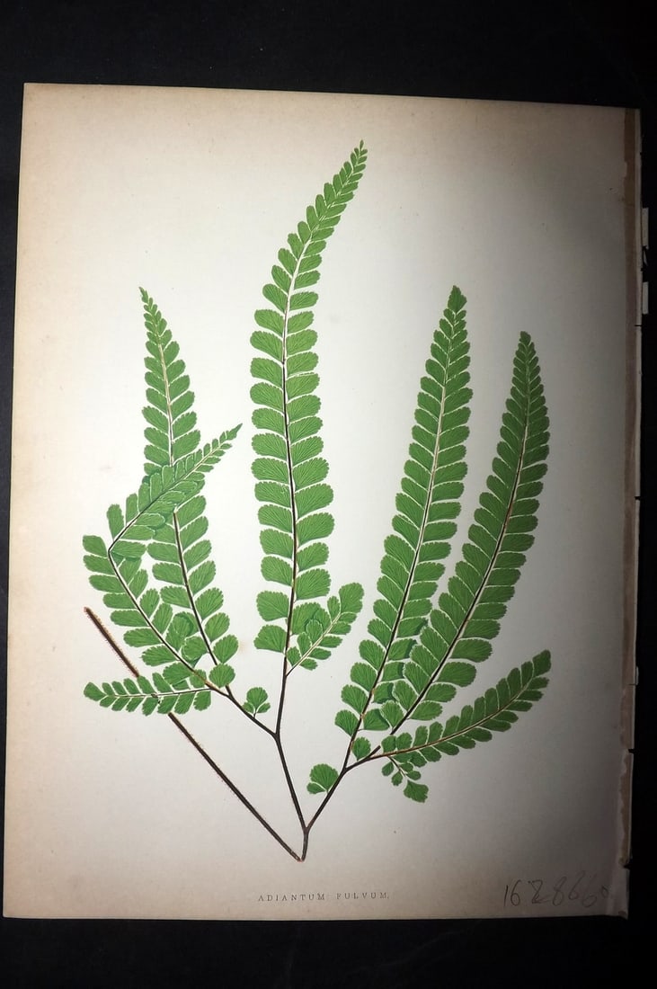Hibberd, Shirley 1866 Antique Botanical Print. Adiantum Fulvum. Fern.: Color Printed Woodblocks (Some with additional hand color) Published 1866, London for "Greenhouse Favourites?" by Shirley Hibberd. Paper Size: 9.5 x 7 inch (24 x 18cm) Good Condition
