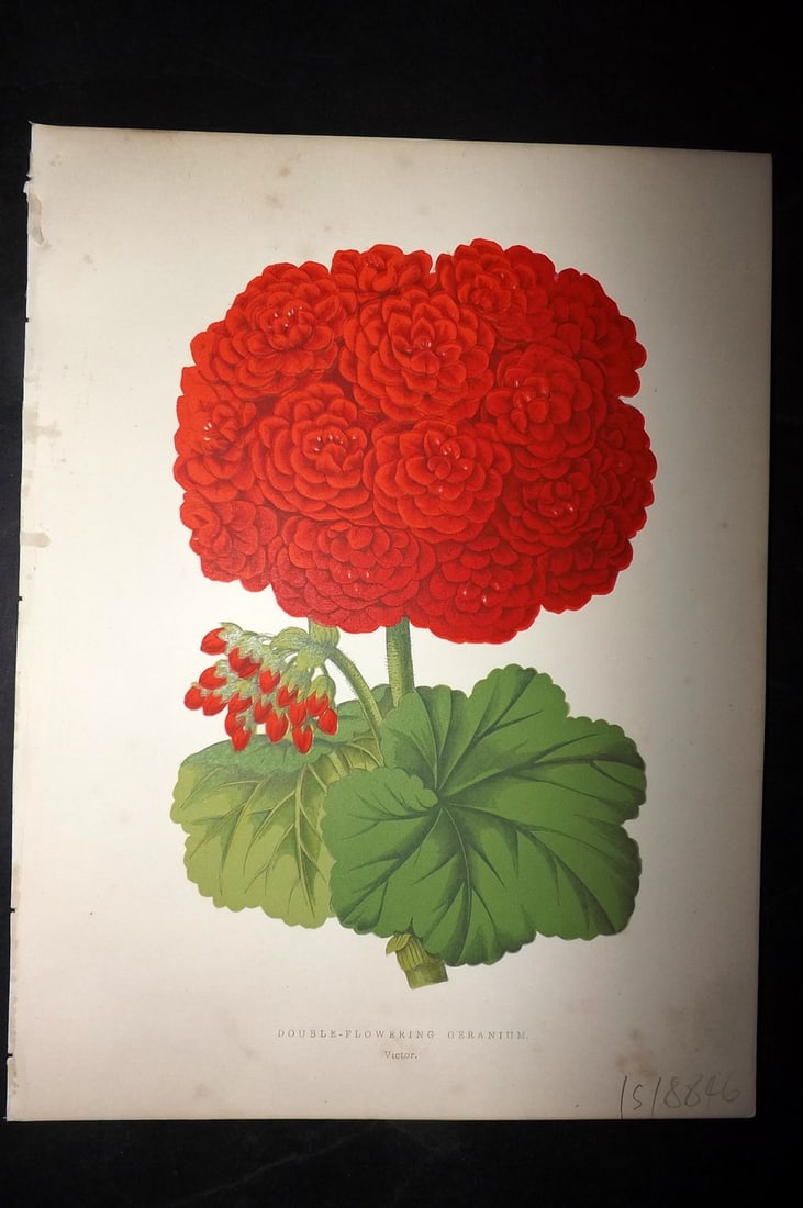 Hibberd, Shirley 1866 Antique Botanical Print. Double Flowering Geranium.: Color Printed Woodblocks (Some with additional hand color) Published 1866, London for "Greenhouse Favourites?" by Shirley Hibberd. Paper Size: 9.5 x 7 inch (24 x 18cm) Very minor margin toning. Good C