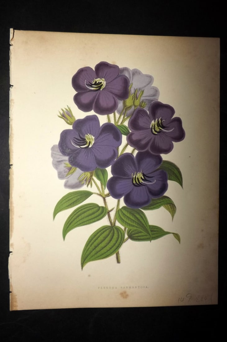 Hibberd, Shirley 1866 Antique Botanical Print. Pleroma Sarmentosa.: Color Printed Woodblocks (Some with additional hand color) Published 1866, London for "Greenhouse Favourites?" by Shirley Hibberd. Paper Size: 9.5 x 7 inch (24 x 18cm) Very minor margin toning. Good C