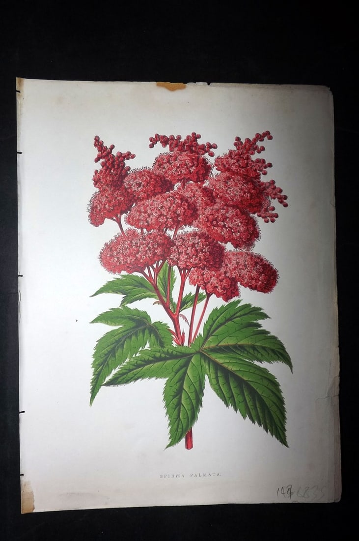 Hibberd, Shirley 1866 Antique Botanical Print. Spiraea Palmata.: Color Printed Woodblocks (Some with additional hand color) Published 1866, London for "Greenhouse Favourites?" by Shirley Hibberd. Paper Size: 9.5 x 7 inch (24 x 18cm) Good Condition