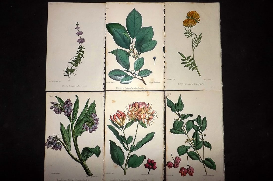 Hogg & Johnson C1870 Lot of 6 Hand Col Botanical Prints: Hand Coloured Lithographs Published 1863-1880, London for "The Wild Flowers of Great Britain" by Robert Hogg & George W. Johnson. Paper Size: 9 x 5.5 inch (23 x 14cm) Good Condition