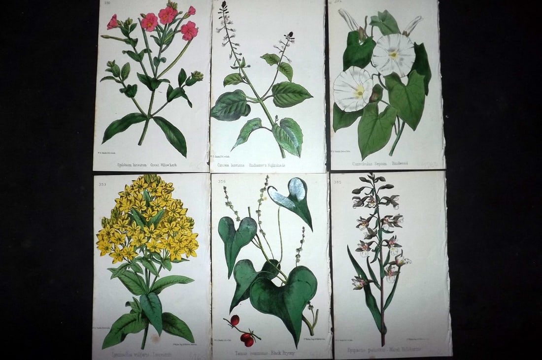 Hogg & Johnson C1870 Lot of 6 Hand Col Botanical Prints: Hand Coloured Lithographs Published 1863-1880, London for "The Wild Flowers of Great Britain" by Robert Hogg & George W. Johnson. Paper Size: 9 x 5.5 inch (23 x 14cm) Good Condition