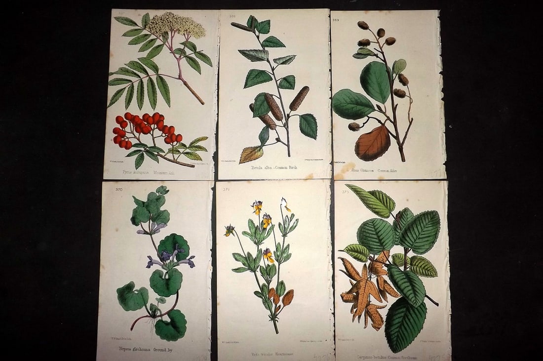 Hogg & Johnson C1870 Lot of 6 Hand Col Botanical Prints: Hand Coloured Lithographs Published 1863-1880, London for "The Wild Flowers of Great Britain" by Robert Hogg & George W. Johnson. Paper Size: 9 x 5.5 inch (23 x 14cm) Good Condition