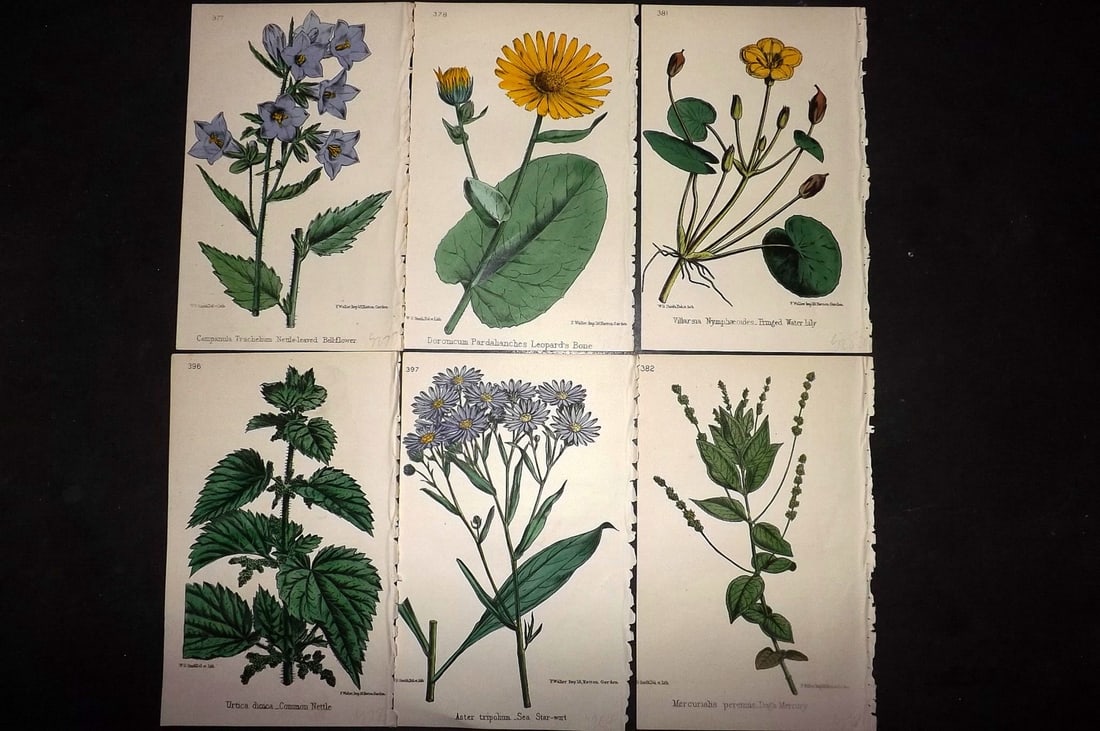 Hogg & Johnson C1870 Lot of 6 Hand Col Botanical Prints: Hand Coloured Lithographs Published 1863-1880, London for "The Wild Flowers of Great Britain" by Robert Hogg & George W. Johnson. Paper Size: 9 x 5.5 inch (23 x 14cm) Good Condition