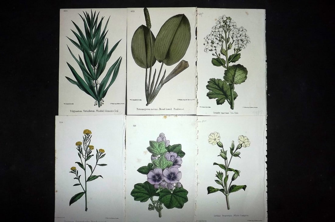 Hogg & Johnson C1870 Lot of 6 Hand Col Botanical Prints: Hand Coloured Lithographs Published 1863-1880, London for "The Wild Flowers of Great Britain" by Robert Hogg & George W. Johnson. Paper Size: 9 x 5.5 inch (23 x 14cm) Good Condition
