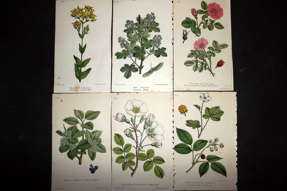 Hogg & Johnson C1870 Lot of 6 Hand Col Botanical Prints: Hand Coloured Lithographs Published 1863-1880, London for "The Wild Flowers of Great Britain" by Robert Hogg & George W. Johnson. Paper Size: 9 x 5.5 inch (23 x 14cm) Good Condition