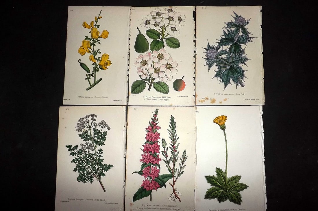 Hogg & Johnson C1870 Lot of 6 Hand Col Botanical Prints: Hand Coloured Lithographs Published 1863-1880, London for "The Wild Flowers of Great Britain" by Robert Hogg & George W. Johnson. Paper Size: 9 x 5.5 inch (23 x 14cm) Good Condition