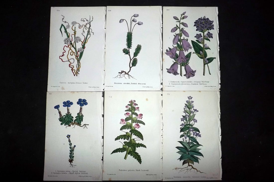 Hogg & Johnson C1870 Lot of 6 Hand Col Botanical Prints: Hand Coloured Lithographs Published 1863-1880, London for "The Wild Flowers of Great Britain" by Robert Hogg & George W. Johnson. Paper Size: 9 x 5.5 inch (23 x 14cm) Good Condition