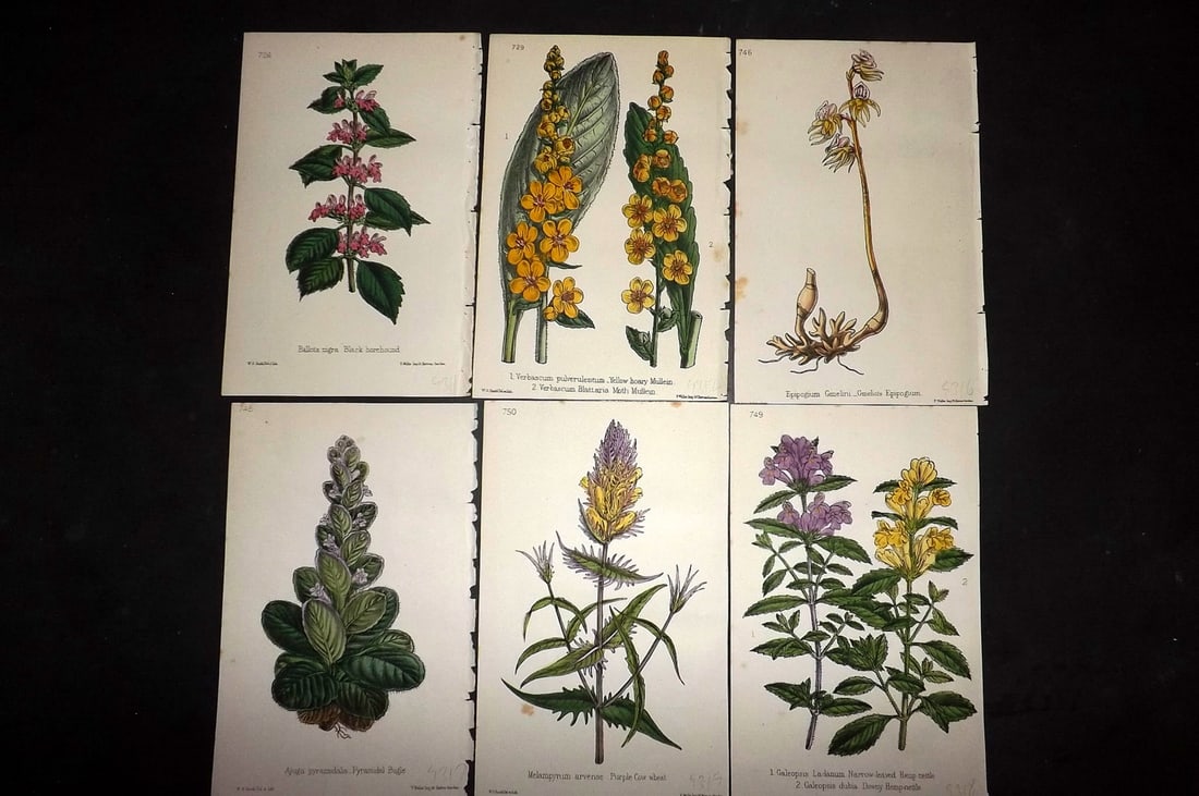 Hogg & Johnson C1870 Lot of 6 Hand Col Botanical Prints: Hand Coloured Lithographs Published 1863-1880, London for "The Wild Flowers of Great Britain" by Robert Hogg & George W. Johnson. Paper Size: 9 x 5.5 inch (23 x 14cm) Good Condition