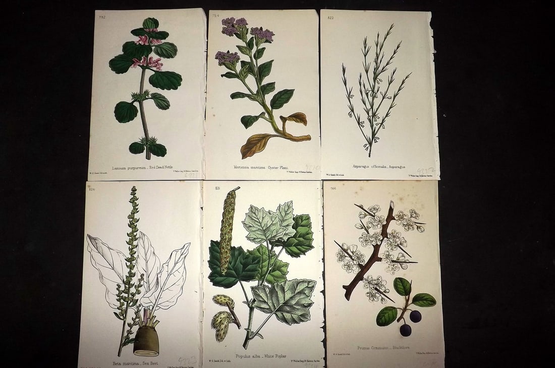 Hogg & Johnson C1870 Lot of 6 Hand Col Botanical Prints: Hand Coloured Lithographs Published 1863-1880, London for "The Wild Flowers of Great Britain" by Robert Hogg & George W. Johnson. Paper Size: 9 x 5.5 inch (23 x 14cm) Good Condition
