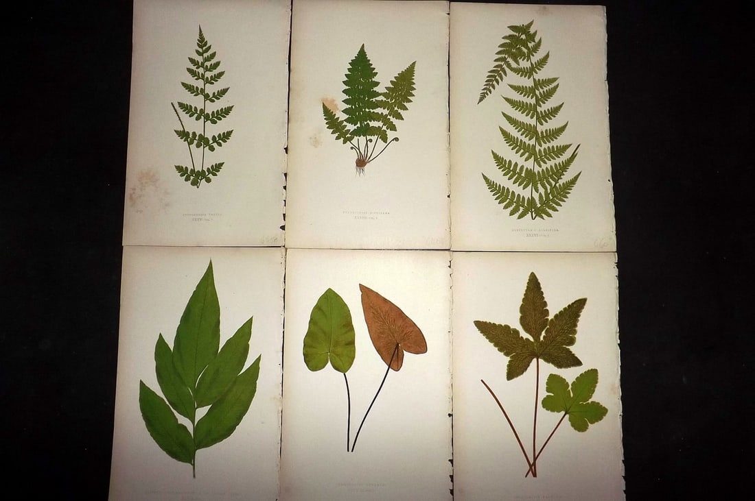 Lowe, Edward 1867 Lot of 6 Antique Fern Prints: Color Printed Woodblooks Published 1867, London for "Our Native Ferns..." by Edward Lowe. Paper Size: 9.5 x 6 inch (24 x 15cm) Occasional background tone marks. Good Condition